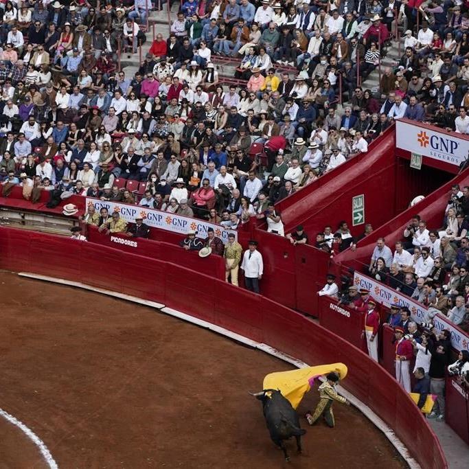 Federal court once again suspends bullfights in Mexico City, as activists and supporters lock horns
